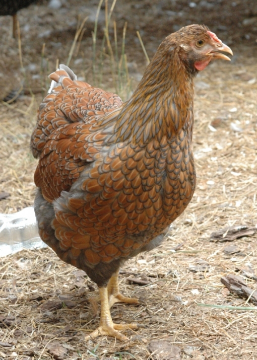 A Blue Laced Red Wyandotte