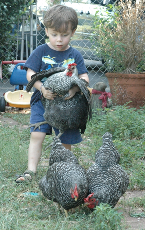 Little boy carrying chicken